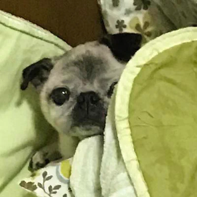 爪切りがそんなにショック？悲しみを込めて睨んでくる犬ｗｗ