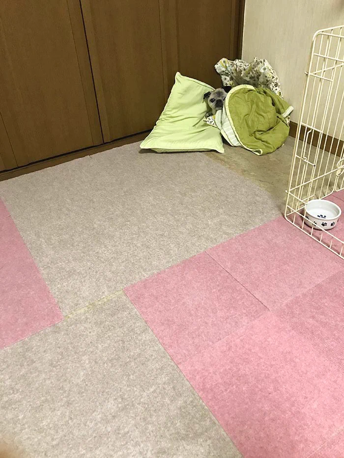 爪切りがそんなにショック？悲しみを込めて睨んでくる犬ｗｗ