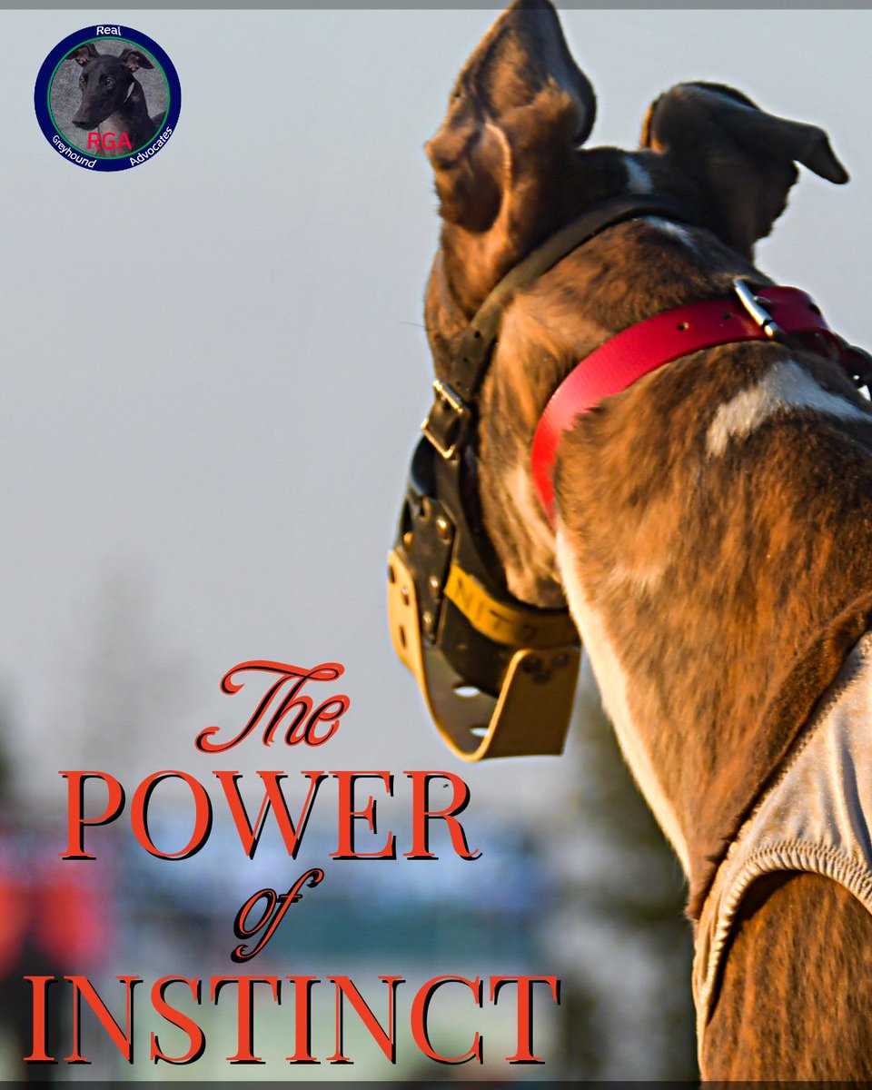 RealGreyhound's tweet image. Greyhounds, by nature &amp;amp; by instinct, are powerful high speed hunters &amp;amp; chasers of wild prey. Allowing them to run and chase a stuffed toy on a flat, debris-free, manicured, and sandy race course satisfies their natural instincts.
#LetThemRun