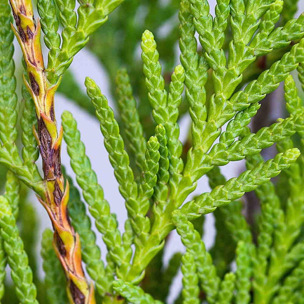 Smell is a very useful way of telling different Cypresses apart. When crushed, the leaves of Thuja smell sweet, like fruit-cake (left), while Chamaecyparis foliage smells bitter, of resin and parsley (right).