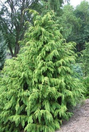 The two commonest Cypresses are told apart by their leading shoots: droopy in Lawson’s (left) and straight upright in Leyland (right).