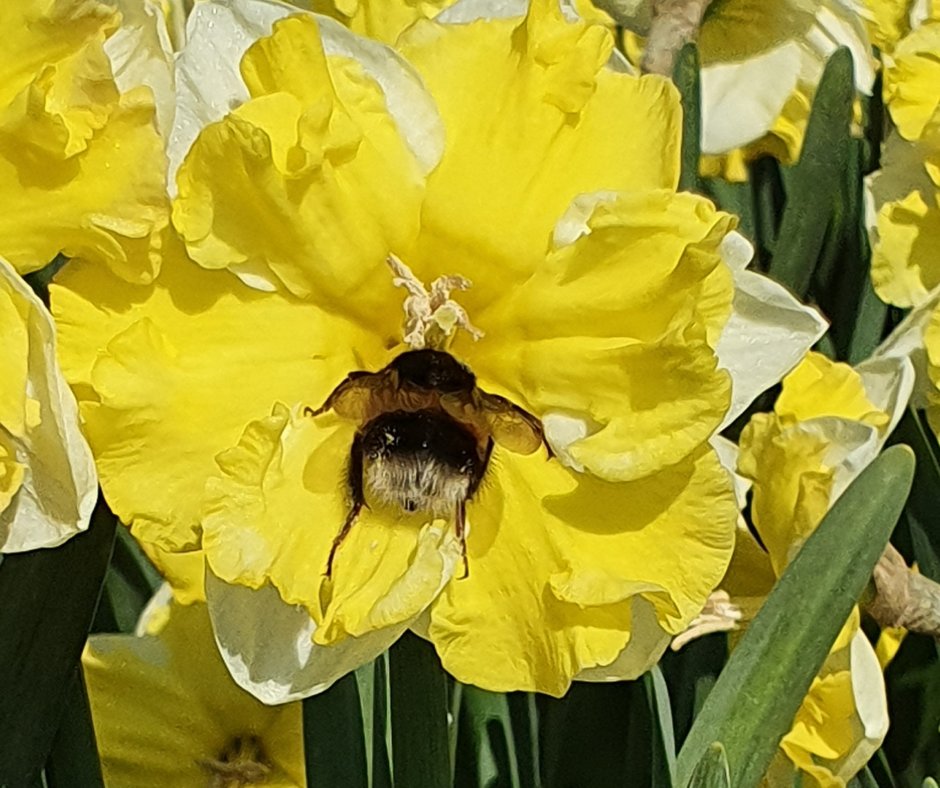 Bee friendly! Daffodil Belcanto has a lovely visitor : ) #narcissus #bulbgrower #spring2021 #daffodil #holland