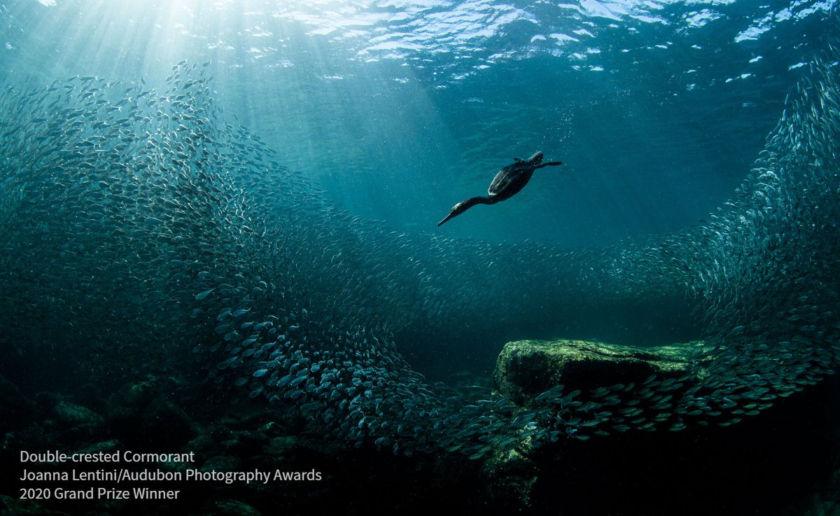 A Double-crested Cormorant diving into water. Audubon Photography Awards 2020 Grand Prize Winner. Photo: Joanna Lentini. 