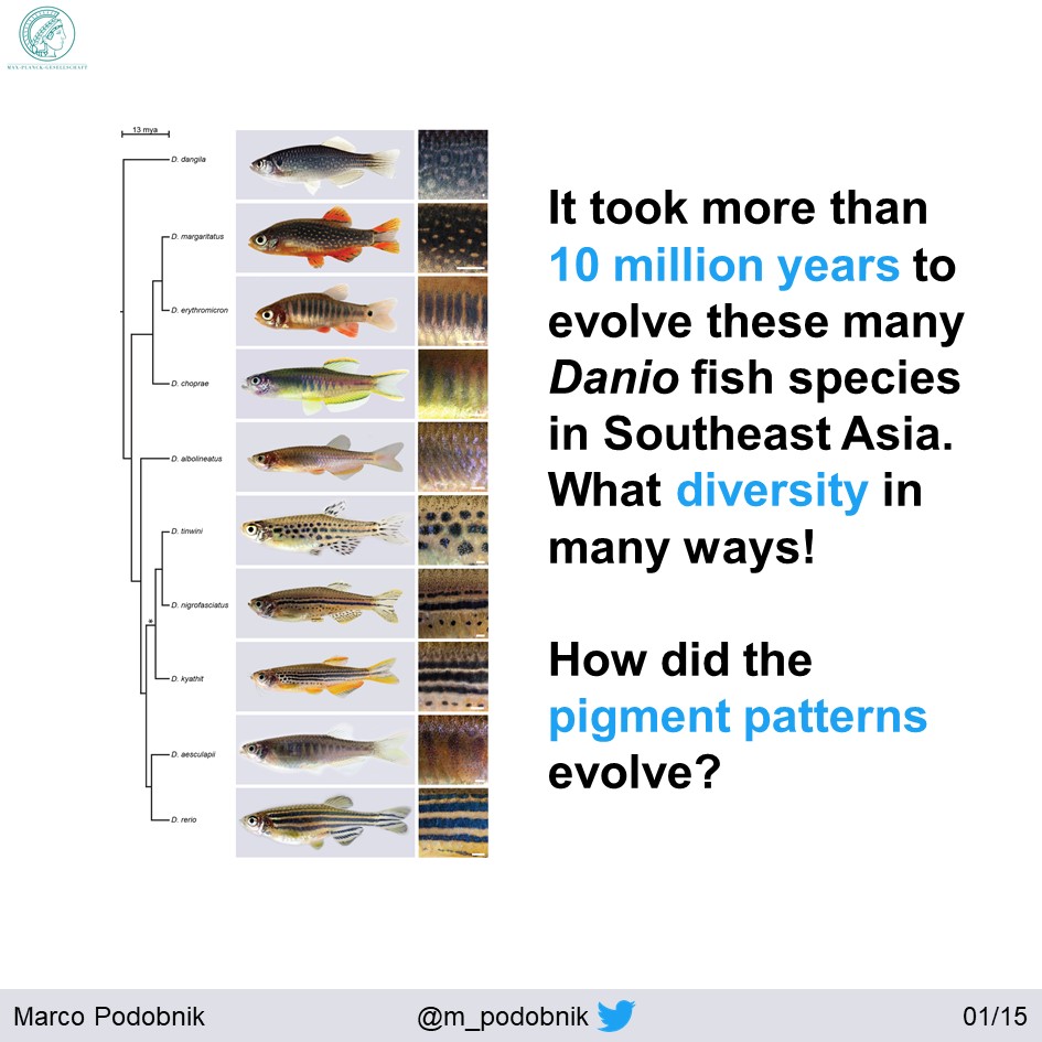 Phylogeny by  @BraeDanio and  @JohnPostlethw8  https://doi.org/10.1093/molbev/msu325