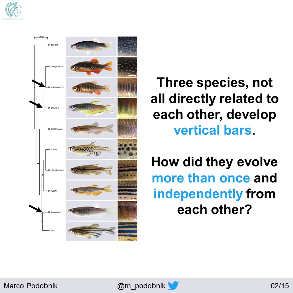 Phylogeny by  @BraeDanio and  @JohnPostlethw8  https://doi.org/10.1093/molbev/msu325