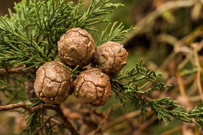 The distinctive thing about the true Cypresses (the old genus Cupressus) is their cone. They are big, spherical and look like poorly inflated footballs (left). The cones of Lawson's are much smaller (right; formerly Chamaecyparis) and roughly woody.