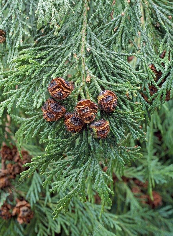 The distinctive thing about the true Cypresses (the old genus Cupressus) is their cone. They are big, spherical and look like poorly inflated footballs (left). The cones of Lawson's are much smaller (right; formerly Chamaecyparis) and roughly woody.