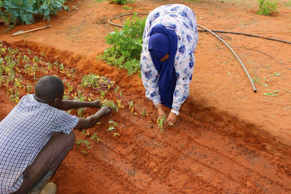 WFP_Kenya's tweet image. Guess who’s starting a new life in #Wajir, northeastern Kenya🇰🇪? Irene &amp;amp; Kabode. These are varieties of #OFSP – the nutritious 💪🏿orange-fleshed sweet potato🍠. This nursery bed will supply farms across the county.