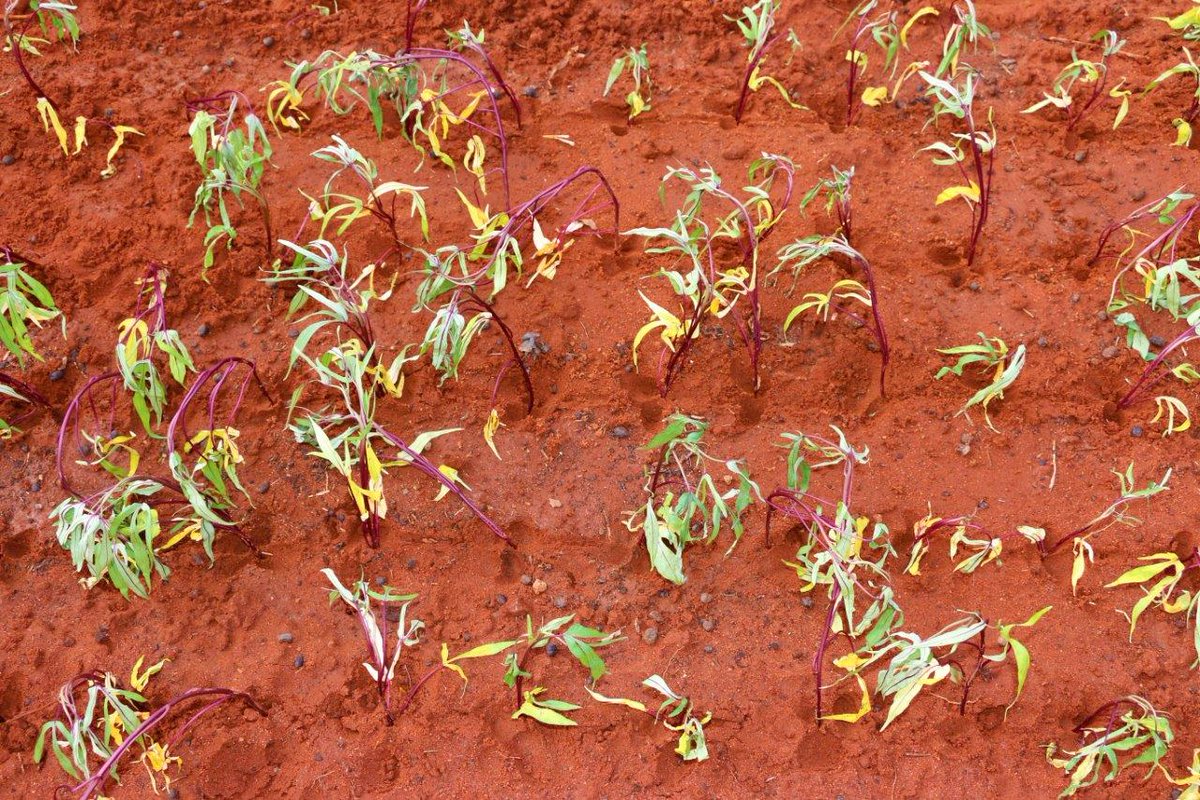 WFP_Kenya's tweet image. Guess who’s starting a new life in #Wajir, northeastern Kenya🇰🇪? Irene &amp;amp; Kabode. These are varieties of #OFSP – the nutritious 💪🏿orange-fleshed sweet potato🍠. This nursery bed will supply farms across the county.