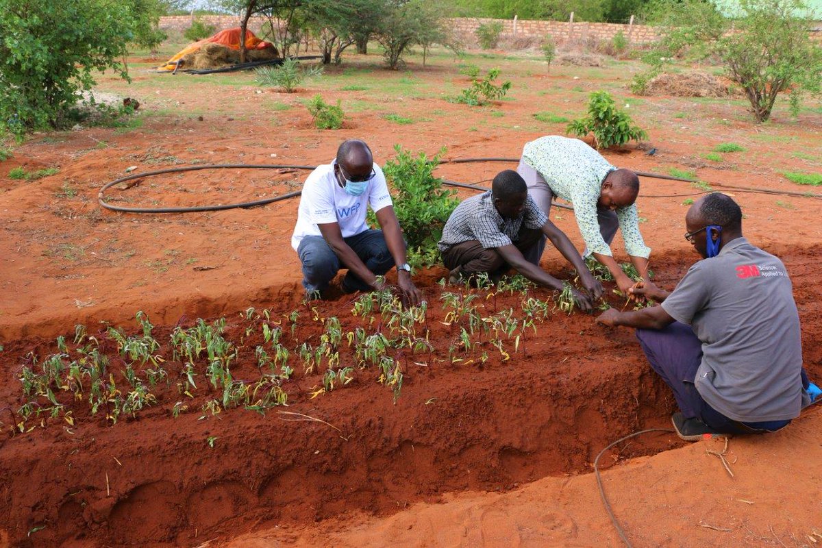 WFP_Kenya's tweet image. Guess who’s starting a new life in #Wajir, northeastern Kenya🇰🇪? Irene &amp;amp; Kabode. These are varieties of #OFSP – the nutritious 💪🏿orange-fleshed sweet potato🍠. This nursery bed will supply farms across the county.