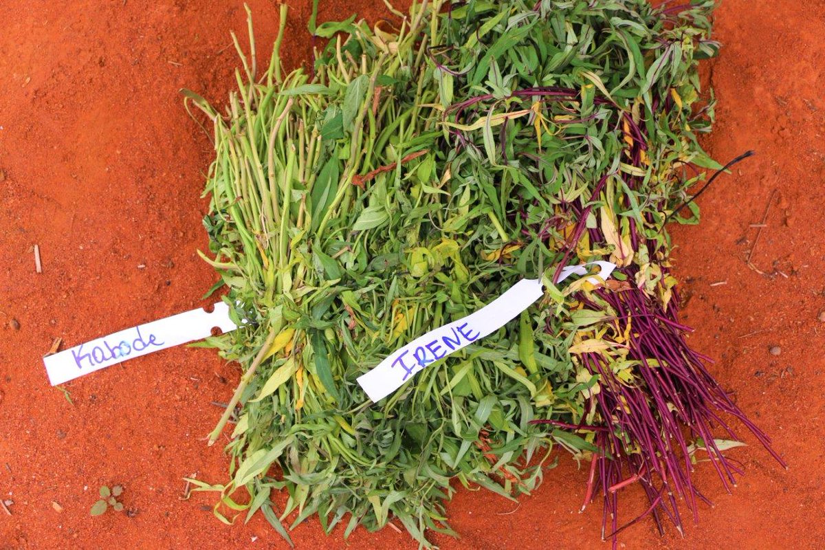 WFP_Kenya's tweet image. Guess who’s starting a new life in #Wajir, northeastern Kenya🇰🇪? Irene &amp;amp; Kabode. These are varieties of #OFSP – the nutritious 💪🏿orange-fleshed sweet potato🍠. This nursery bed will supply farms across the county.