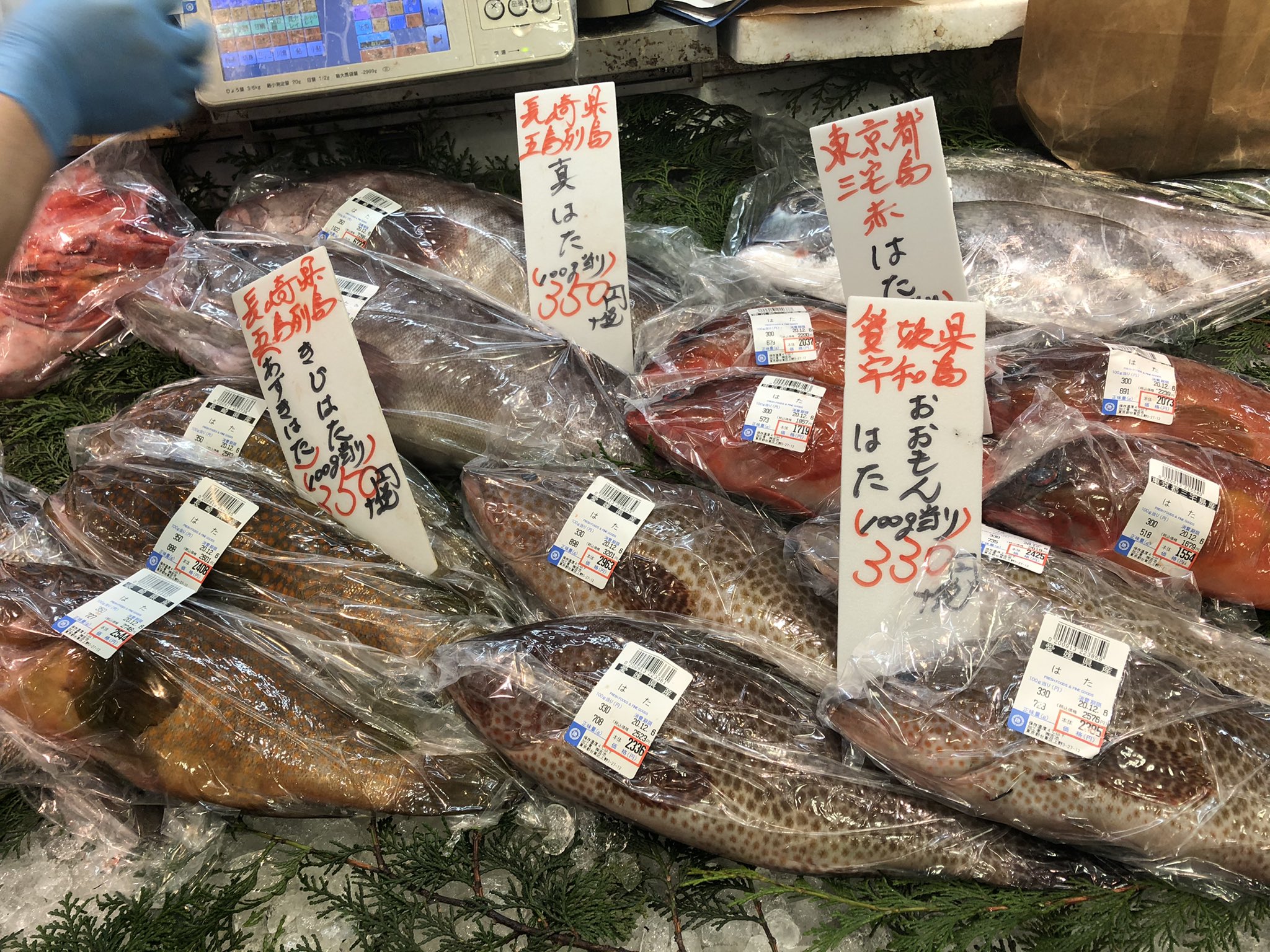 吉池 高級魚 ハタが勢ぞろい T Co 0jslt2rejn Twitter