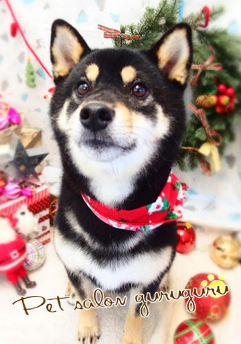 Petsalon ぐるぐる ペットサロンぐるぐる Petsalongurugur Twitter Petsalon ぐるぐる ペットサロンぐるぐる Petsalongurugur Twitter