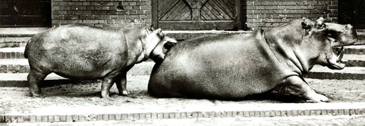 Settima puntata di "Visite allo zoo", interviste a cura di <a href="/massimogezzi/">Massimo Gezzi</a> a insegnanti-scrittori e scrittrici sull'insegnamento della letteratura nelle scuole. Oggi risponde Tommaso Di Dio

leparoleelecose.it/?p=40046

@00doppiozero @antinomie_it @LaRicercaOnline <a href="/tommasodidio/">tommaso di dio</a>