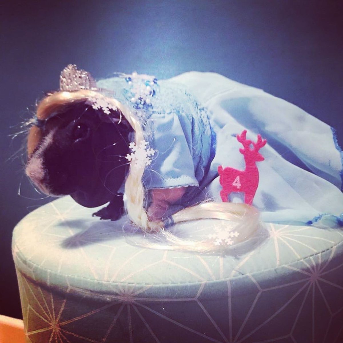 SwaggyZippy's tweet photo. libérée délivrée, quatrième jour du calendrier de l’Avent 
#Fronzen #lareinedesneiges #Disney #guineapig #princess https://t.co/IBa8o5TKzu