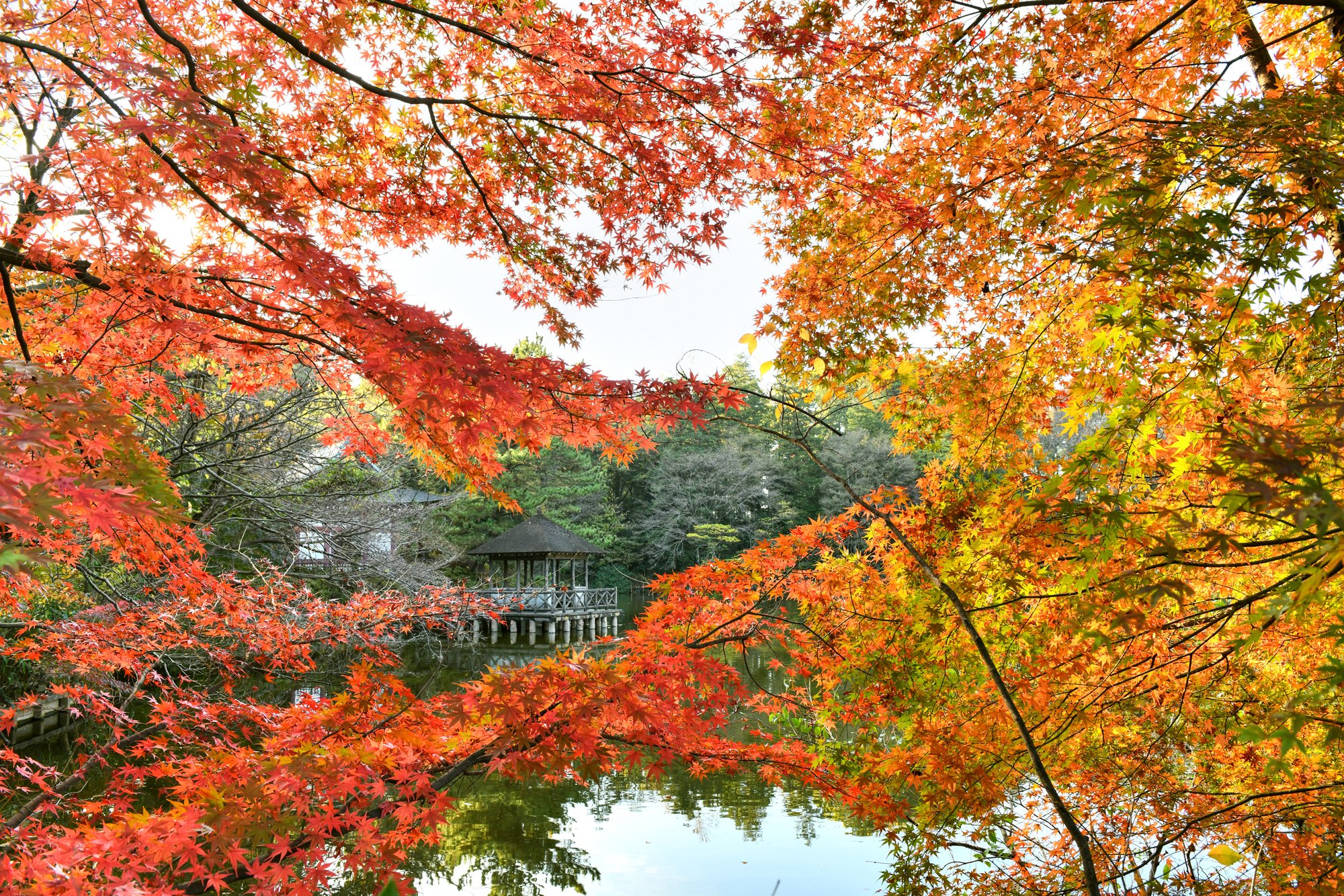 東京都練馬区 広聴広報課です 石神井公園の紅葉 第一弾 の写真をお届けします 三宝寺池の畔では 赤や黄色に染まったモミジや大きなメタセコイアの褐葉が園内を彩っていました 写真撮影日 11月30日 T Co Wsmuhgubmz 練馬区 紅葉 写真