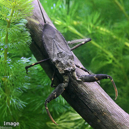 昆虫 チャーム公式 Charm Insect Twitter