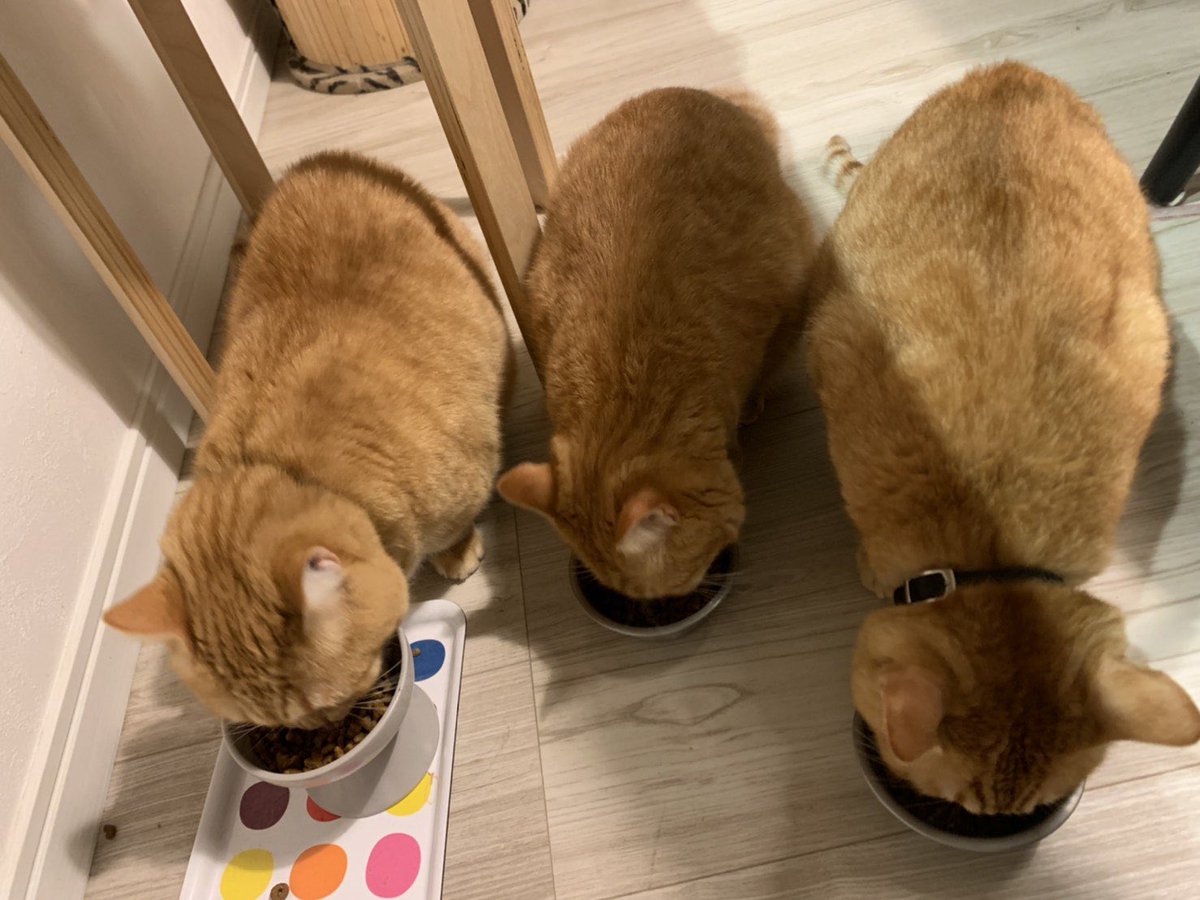 仲良くご飯中ですが一切の血縁関係はありません