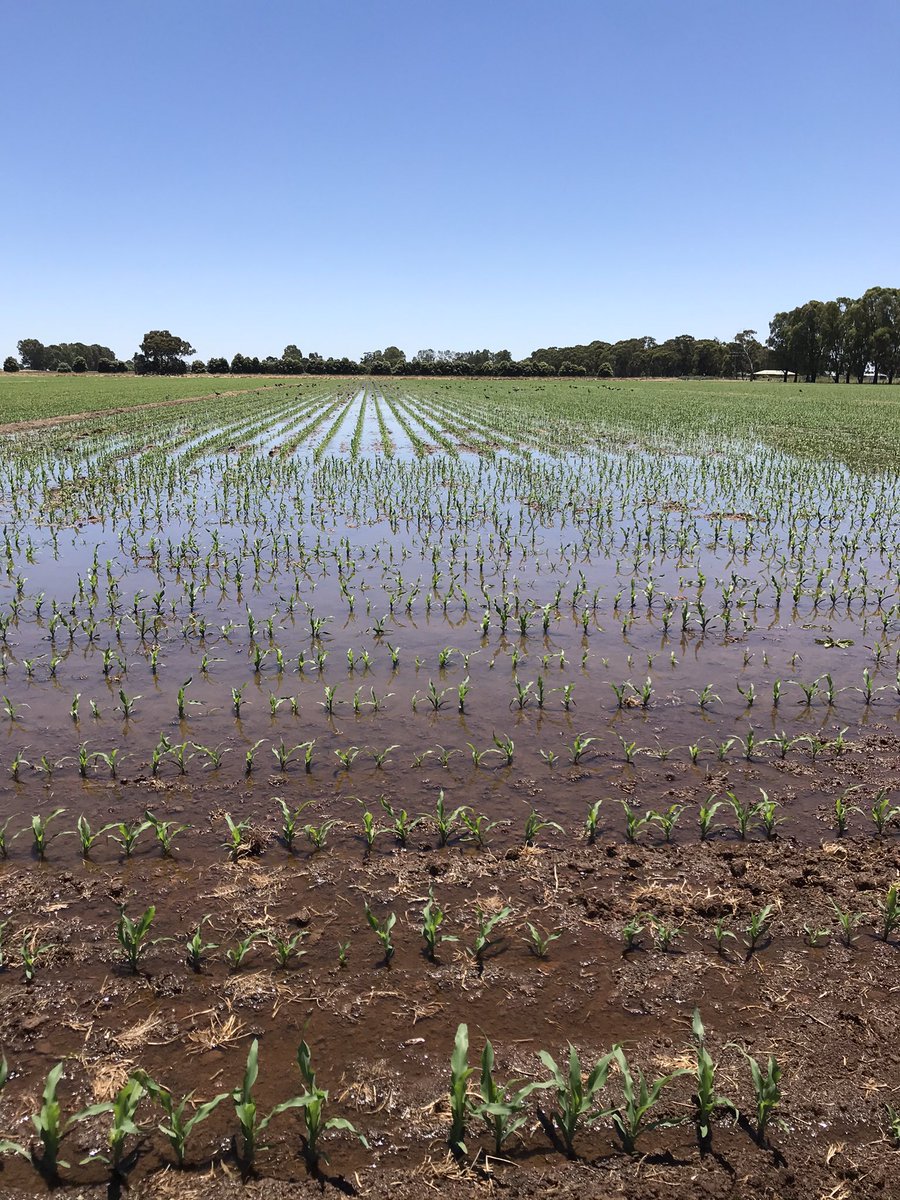 scott_fitzerald's tweet photo. First drink for the corn on the flood ground, area under Pivot is well ahead! I had good intentions of sowing these areas at the same time but it didn’t happen https://t.co/4HKJUmFs5A