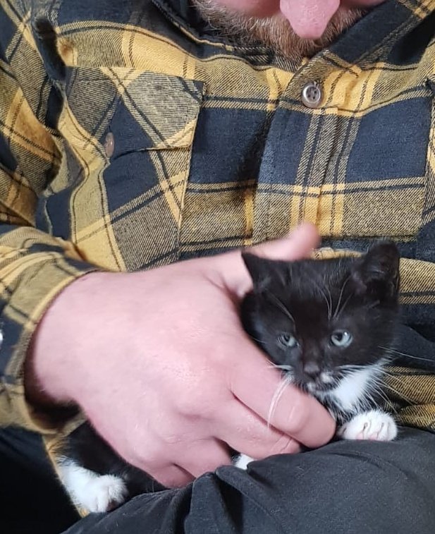 LyonEstatesBand's tweet photo. @racheIaIi Baby kitty. https://t.co/tqNY0gQ5Ax