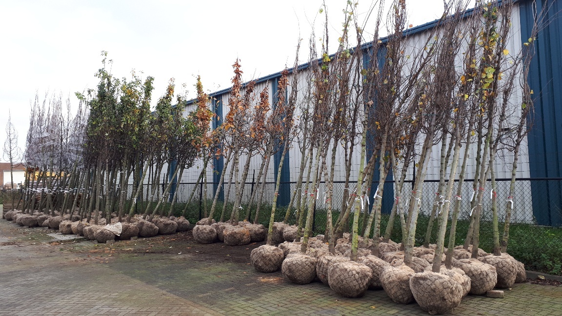 gemeente_Bladel's tweet photo. #Bomen van de gemeente waar een kapvergunning voor afgegeven wordt, moeten #gecompenseerd worden. Daarom #planten we de komende tijd 145 nieuwe bomen in het #buitengebied! De bomen die we terug planten zijn altijd inheemse soorten die de biodiversiteit verbeteren. https://t.co/YAWYutpurw