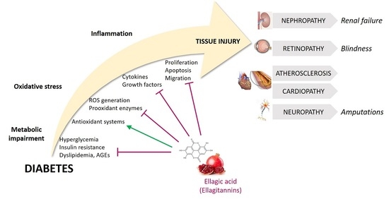 antioxidants_OA's tweet photo. Read our new Review paper "#Ellagic #Acid as a Tool to Limit the #Diabetes Burden: Updated Evidence" by Dr. Iolanda Lázaro et al. @iolan_lazaro at #Antioxidants

Find more details at https://t.co/5aFG3Rh2u2 https://t.co/rUPGalc5WH