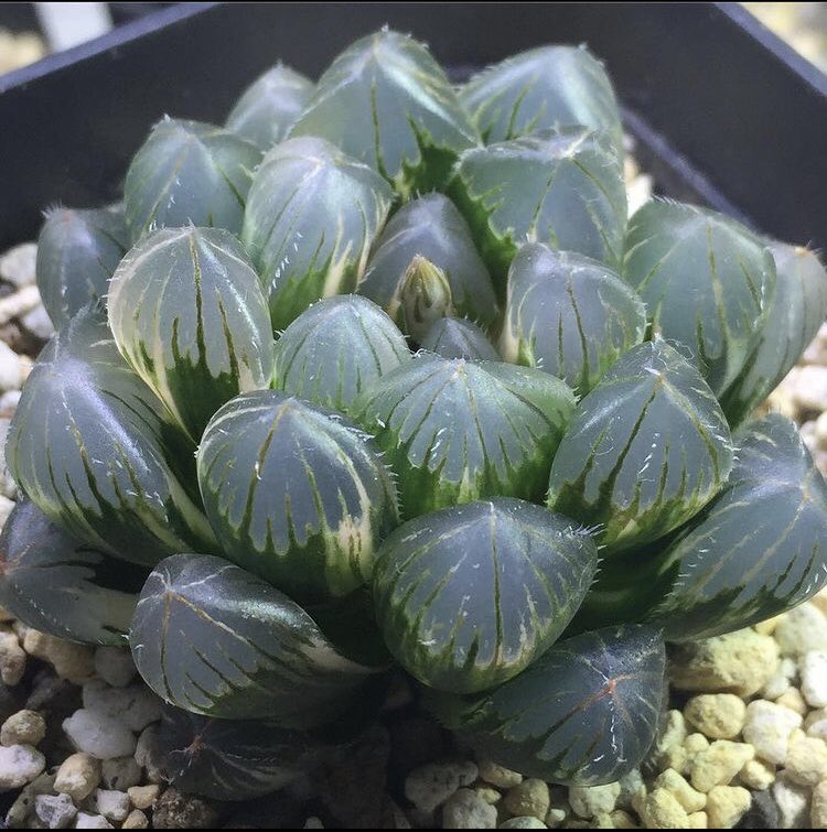 Mion0 V Twitter Youtubeを公開しました オブツーサ錦の増やし方と成長記録です 良かったら見てください ハオルチア Youtube Mion0