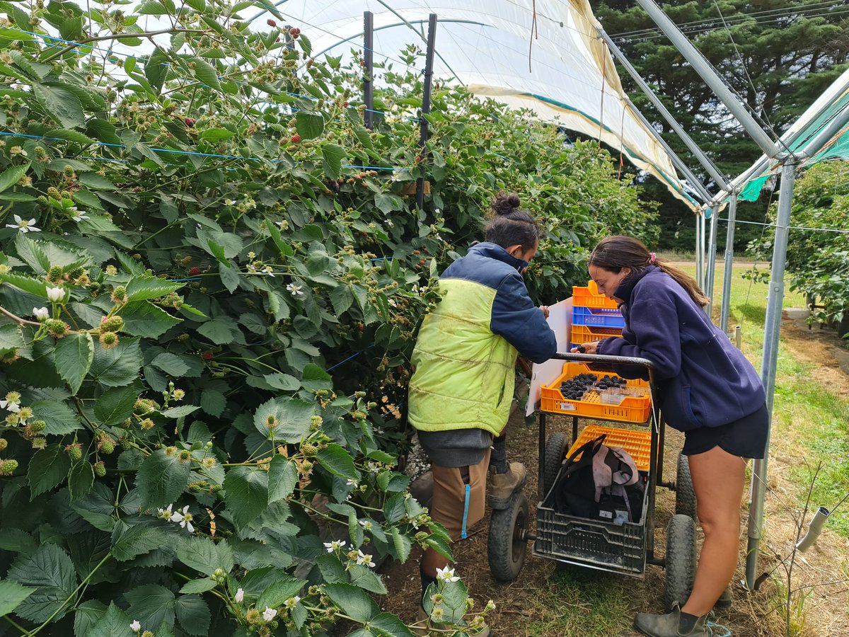 First pick of blackberries ✅👌 <a href="/BurlBerries/">Burlington Berries</a> <a href="/SWP_TL/">SWP Timor-Leste</a> @SWPAustralia <a href="/driscollsberry/">Driscoll's Berries</a>