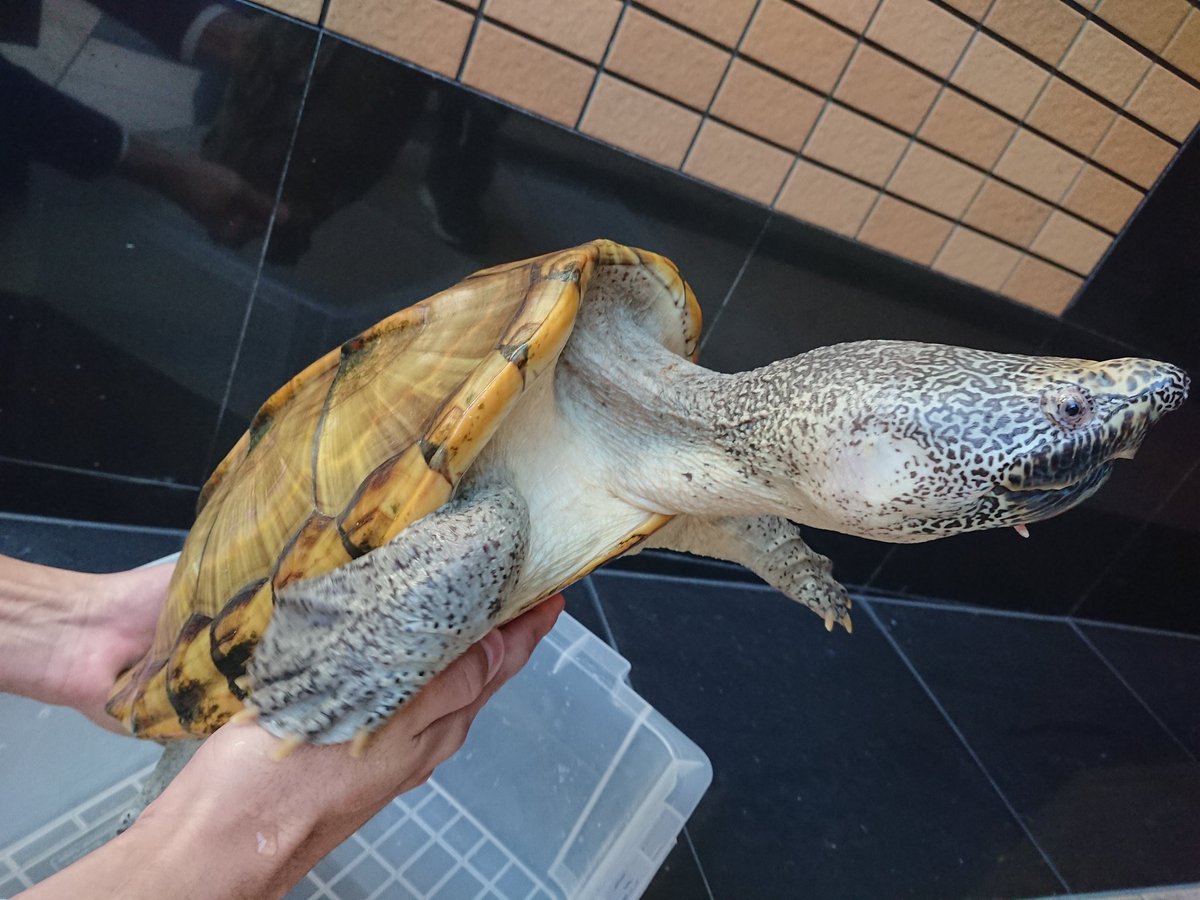 爬虫類専門店 アクアスペース Aqua Space Twitter