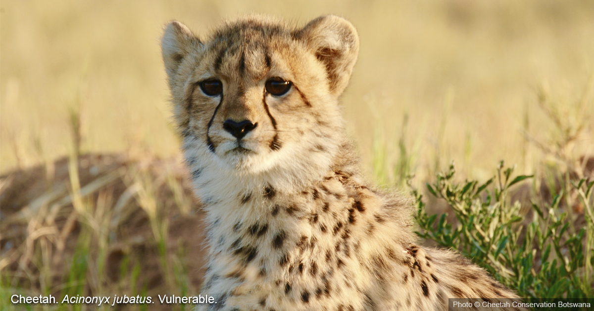 IUCN Save Our Species tweet media