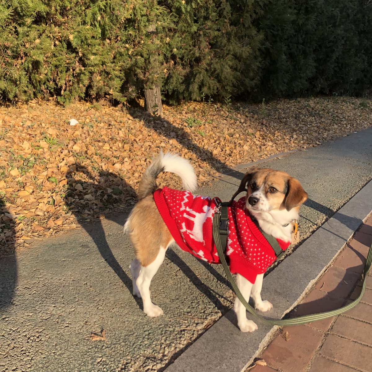 따뜻한 이불과 산채기 좋아하는 멈머
논산 출신이라 흙에만 마킹하는 오가닉 도기
산채기에도 발맞춰가는 젠틀 퍼피
#입양 #평생가족구해요