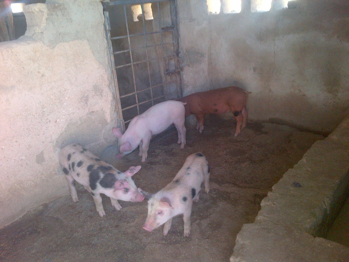 BreedMeat's tweet photo. Genetics makeup. Growing fast and strong. #camboroughPigs #abujapigs #PlateauPigs #NigeriaPork #porkLovers #KadunaPork #porkcusine #Asiancusineng #NgChiniseResturants #Pork #PigsforSALE #PigFarmersNg #pedigreePigs #AgricPigs #foreignePigs #Porkshoulders #porkBelle
@Nig_farmer https://t.co/SmvYv1BlO8