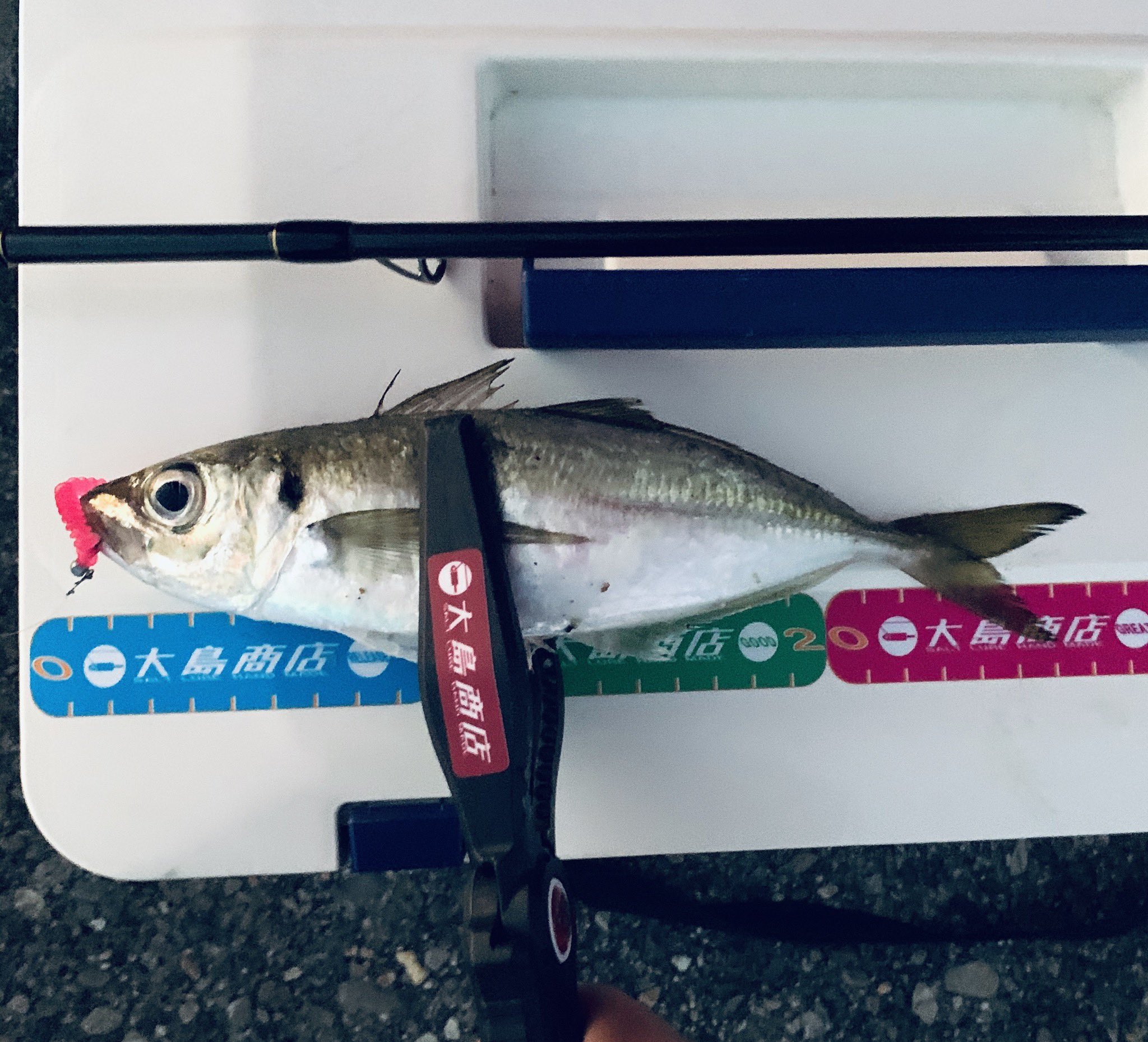 Mitter ボトムフロート 炸裂だがやぁー 鳥羽 夕まづめ 一瞬の時合い デブい メバルもおる 遠投フロートリグ ボトム攻め アジング T Co 6djoqkiref Twitter