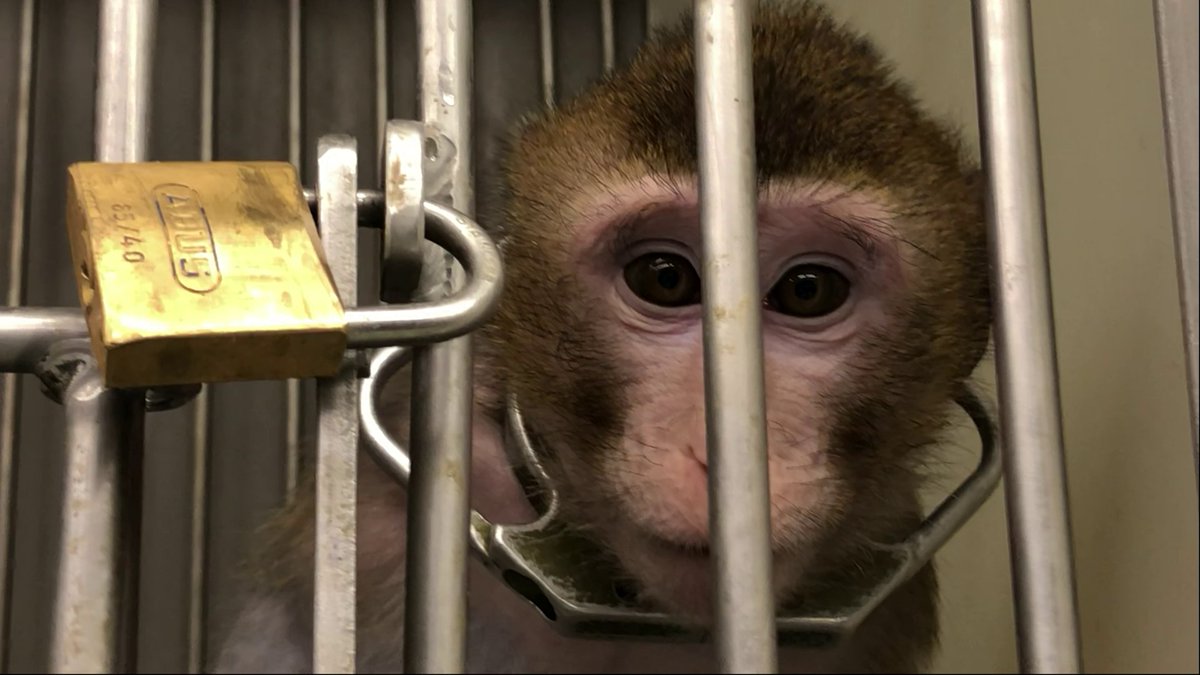 Long-tailed macaque in laboratory; credit: SOKO-Tierschutz/Cruelty Free International