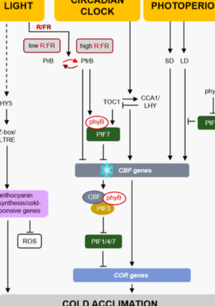 Excellent review of the multifaceted roles of light in plant life. Very clear schemes to explain each pathway. Congratulations!