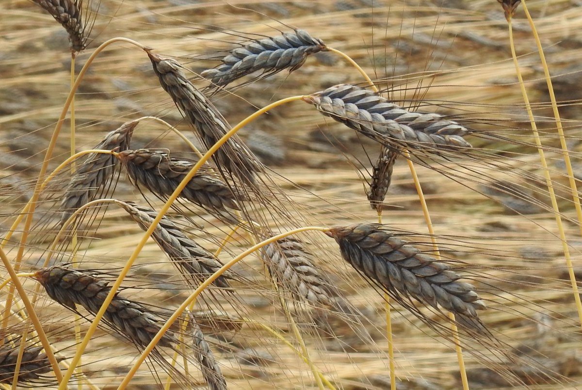 'The origins of agriculture: Intentions and consequences', Jones et al. Our new synthesis paper published in Journal of Archaeological Science. 🌾👩‍🌾authors.elsevier.com/c/1cB2C15SlTog…