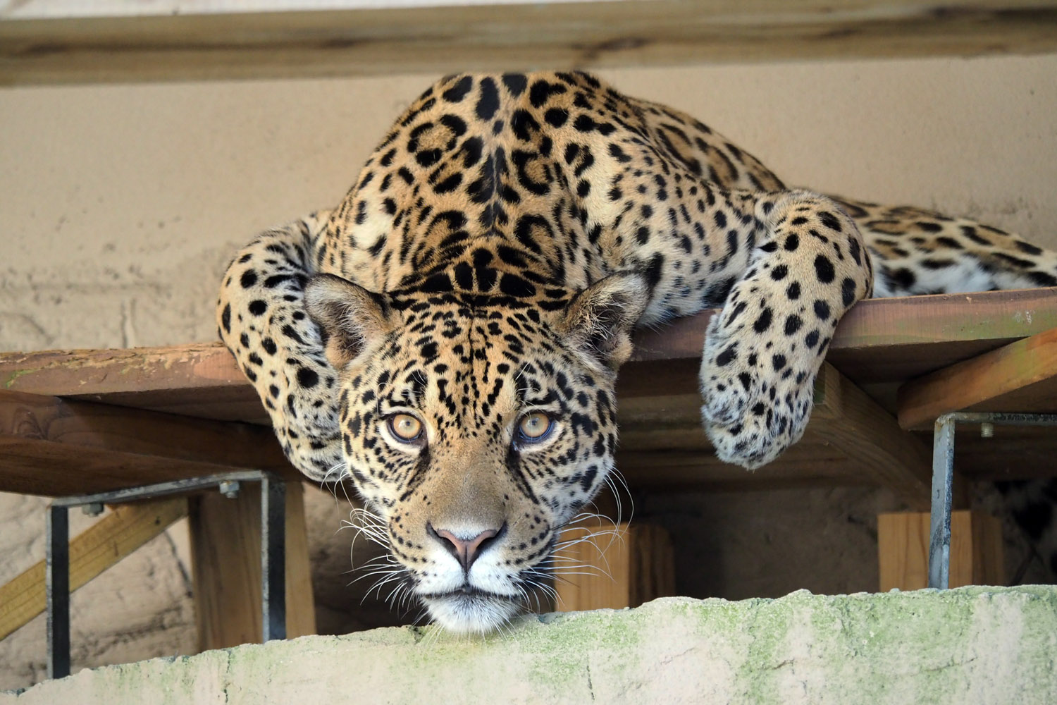 沖縄こどもの国 Okinawa Zoo Museum 公式 今日のジャガー 不思議なポーズのハク 何を見ているんでしょうか 私たちヒトも いつもと違う目線で周りを見ると ちょっと楽しくなることはありますよね それなのでしょうか しばらく だらっと周りを