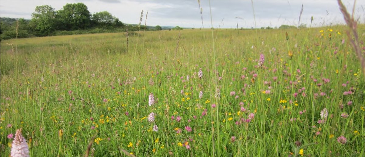 JCWoking's tweet photo. £438 #CountyMCA grant helped introduce wildflowers into the North Meadow in #Goldsworth Park thanks to County Councillors Saj Hussain and @cllrcolinkemp. Contact your #surrey county councillor if you’re seeking funding for a project. #SurreyMCA #Nature https://t.co/05JdLyUndK