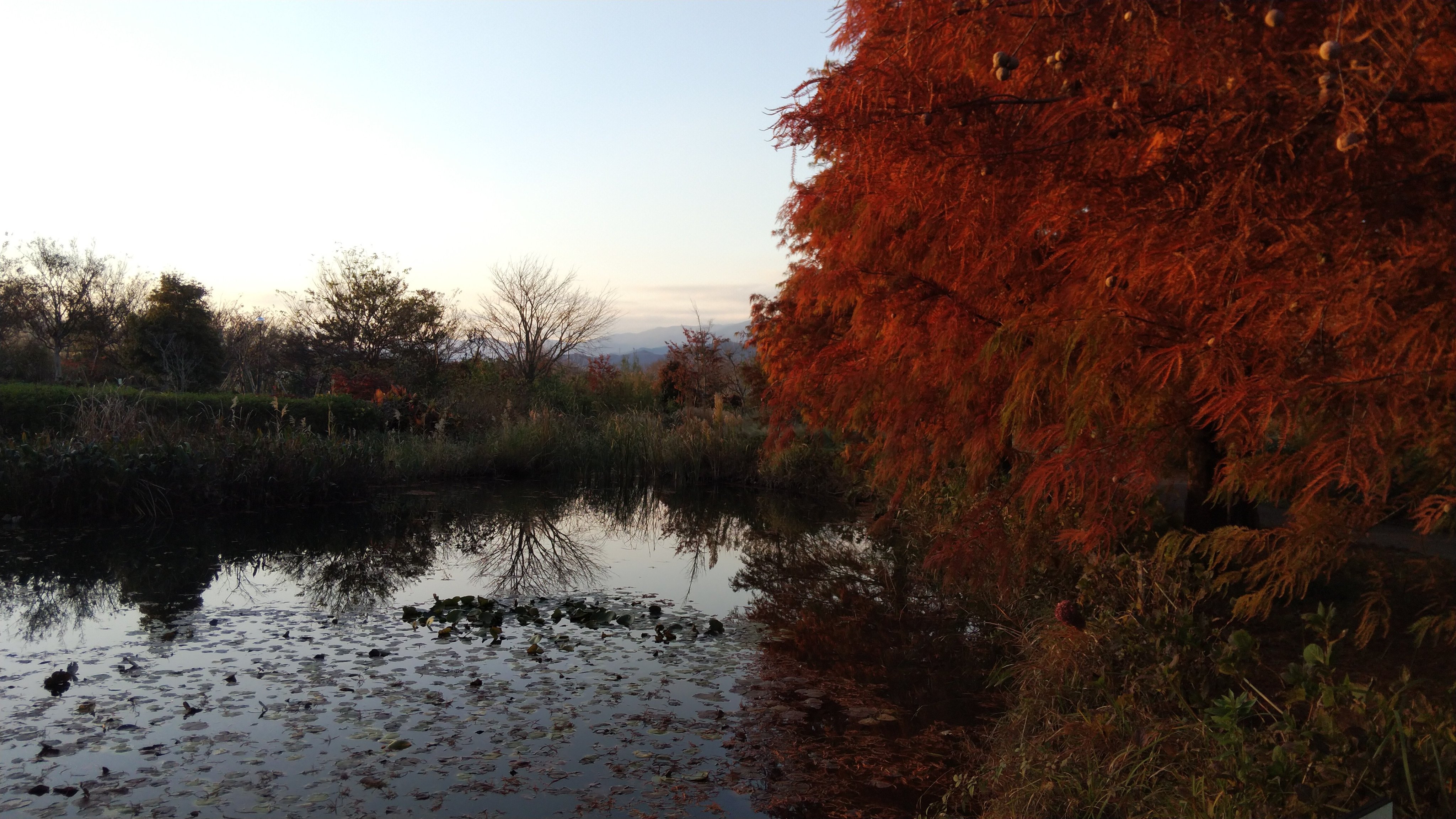 Lagouttelette Di Twitter 針葉樹の紅葉 いつもの散歩コース花菜ガーデンで針葉樹のラクウショウ 落羽松 の紅葉が綺麗でした 針葉樹の杉の仲間ですが珍しく紅葉して落葉します ラクウショウ ヌマスギ 落羽松 沼杉 杉 針葉樹 花菜ガーデン 散歩 紅葉 落葉