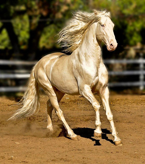アハルテケ】 世界に3500頭しかいない黄金の馬。 現存する馬の種類の 