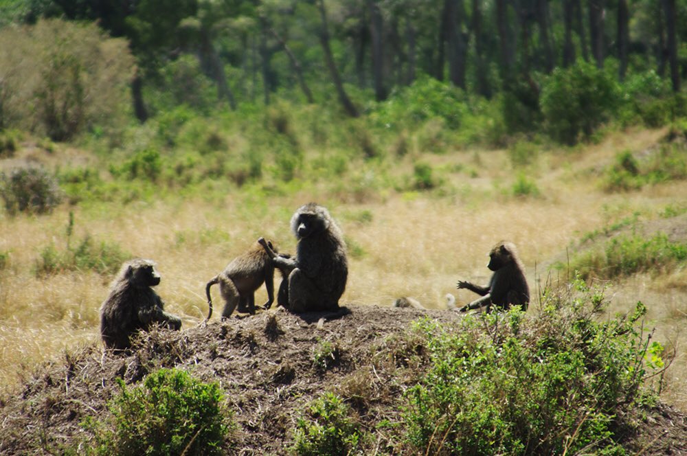 inao_toshiaki's tweet photo. WAIKIKI PHOTOGRAPH
monkeys , masai mara national park in kenya
#kenya
#ケニヤ
#vast
#masaimara
#マサイマラ国立公園
#animal
#monkeys
#猿
#sperbview
#photography
#pentaxk20
#ペンタックスk20
#waikiki_inc_photograph https://t.co/jaQMgQtNeu