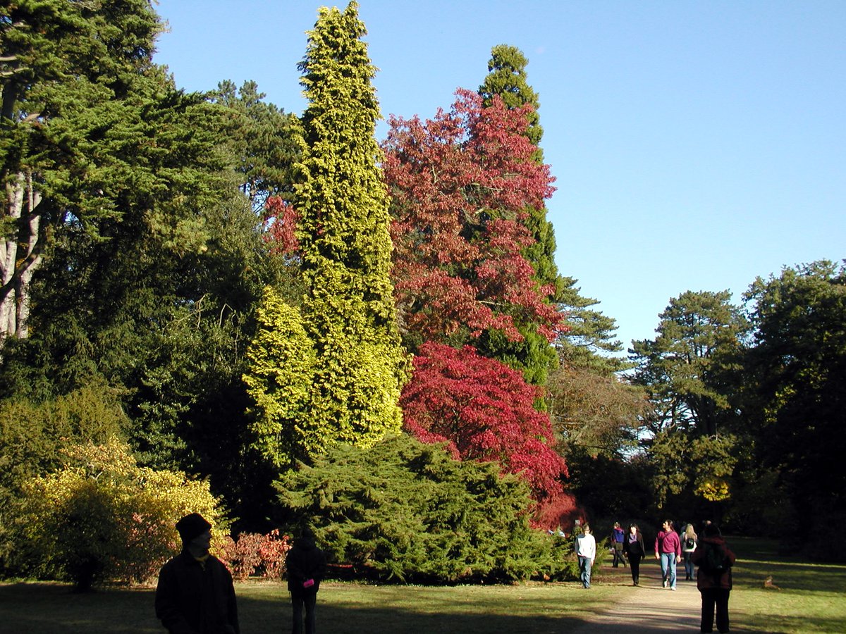 If you’re really keen you’ll plan a trip to Bedgebury National Pinetum (Kent, left) or Westonbirt Arboretum (Gloucestershire, right) before the winter is over.