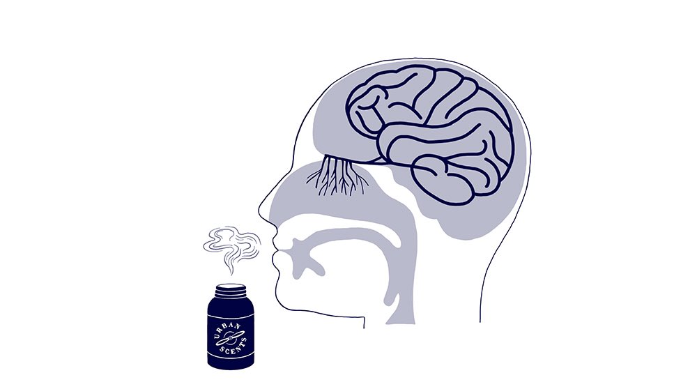 urban_scents's tweet photo. YOU CAN TRAIN YOUR #NOSE
As #perfumer, a world without #smell is inconceivable. It is why we developed #smellingtraining in collaboration with renowned experts, Prof.DrHummel & Prof.DrHuart to help people suffering drom #smelling disorders. #anosmia #COVID19 @marieurbanscent https://t.co/xUlEsjFQoX