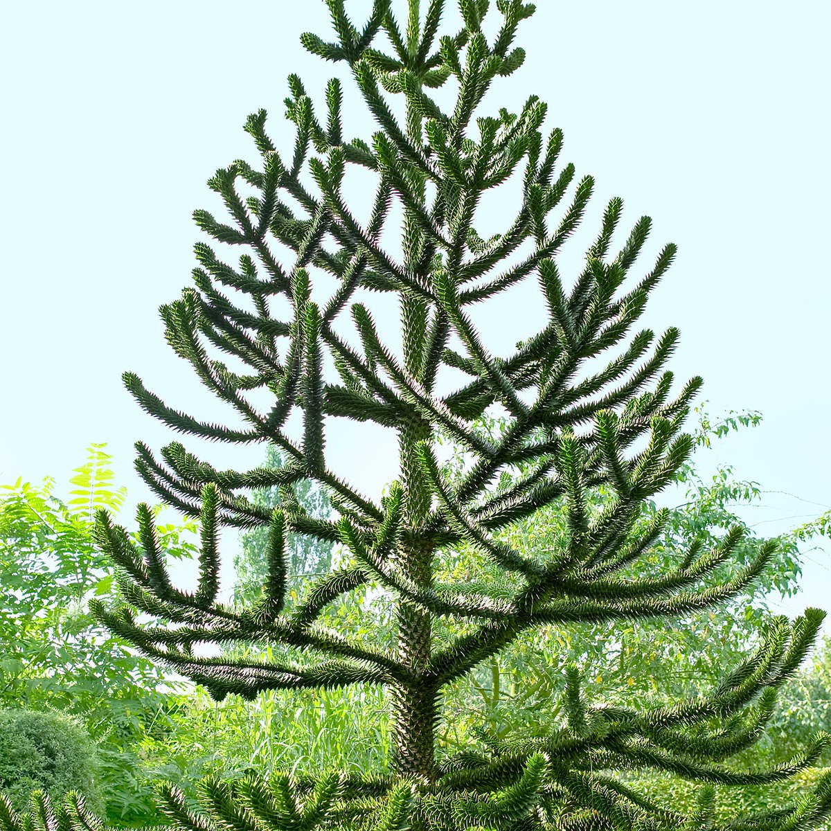 We’ll begin with a quick run through of the easy and distinctive species for completeness sake, before spending time on the big, more difficult genera like Pinus, Picea, Abies and Cupressus. The easiest of all is Araucaria araucana (Monkey-puzzle, Araucariaceae) from Chile