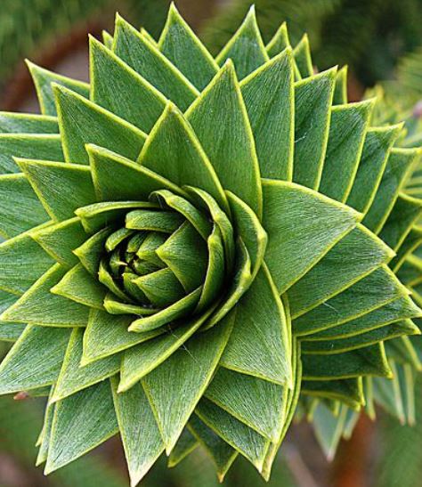 We’ll begin with a quick run through of the easy and distinctive species for completeness sake, before spending time on the big, more difficult genera like Pinus, Picea, Abies and Cupressus. The easiest of all is Araucaria araucana (Monkey-puzzle, Araucariaceae) from Chile