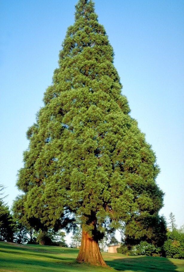 The most conspicuous you’ll encounter is Wellingtonia (Sequoiadendron giganteum; Cupressaceae, formerly Taxodiaceae), the Giant Redwood from California. The top branches will often be bare as a result of lightning strikes.