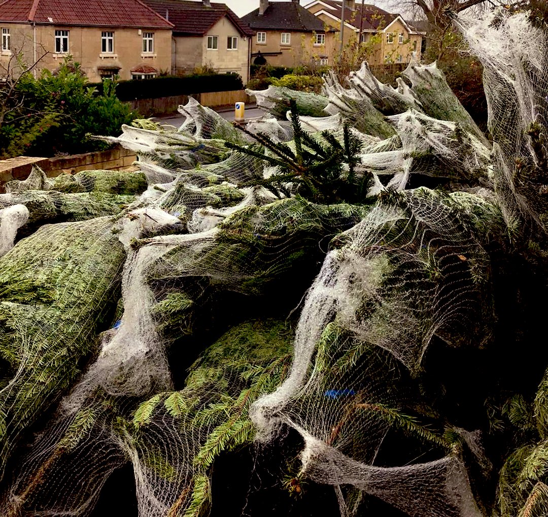 They’re here!  We’ve just taken delivery of these lovely Nordman firs ready for collection &amp; delivery tomorrow and 12th Dec.  Pre order now for safe pick-up or visit us from 11am tomorrow to hand-pick a beauty.  All profits to local scouts. bathamptonscouts.org/trees