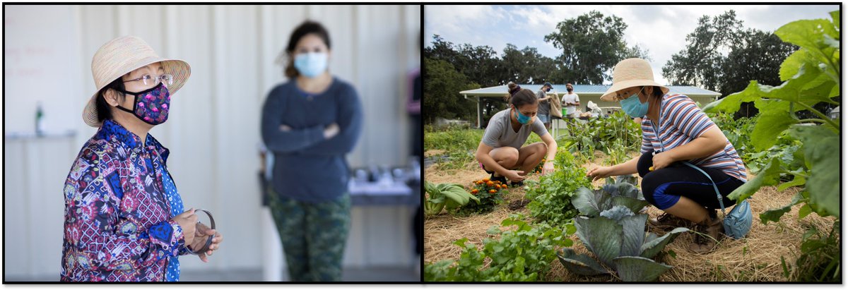 Dr. Xin Zhao's class uses both distance and hands-on learning (w/social distancing in place). Student teams in her Principles of Organic and Sustainable Crop Production class work on their 'Incubator Farm' group projects. @UF_CALS