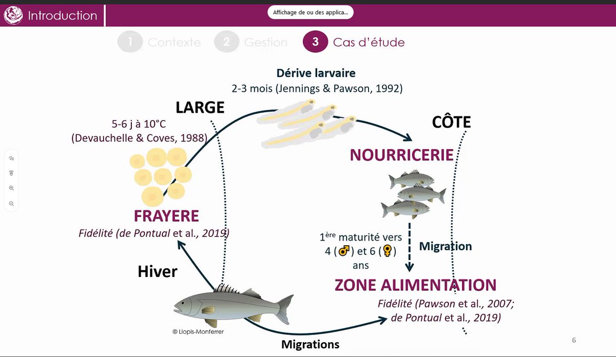 PyHernvann's tweet photo. Brilliant ✨ #PhDdefence by the new Dr. @chloe_dambrine who studied critical habitats of European #seabass 🐟 at multiple life stages using multiple tools
STH unit @Ifremer_fr
@Doc_BZH_Loire
@martin_huret https://t.co/qCJvdlzgnM