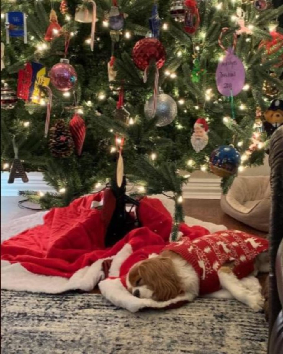 "The perfect tree❤️" Thanks for sharing, Amy!
Cavaliers of Castlemar - (817) 517-3304
cavaliersofcastlemar.com
.
.
#cavaliersofcastlemar #cavalierkingcharlesspaniels #companiondogs #pets #christmastree #christmas